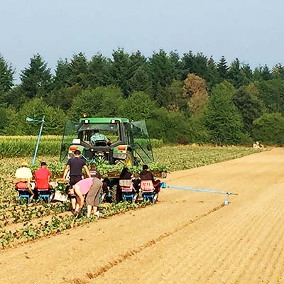 Sätzlinge werden auf dem Feld ausgepflanzt