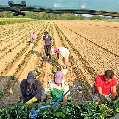 Sätzlinge werden auf dem Feld ausgepflanzt