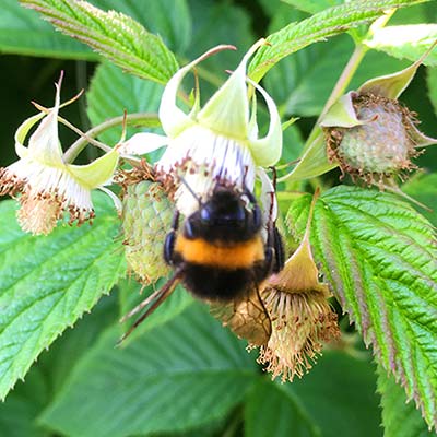 Eine fleißige Hummel an den Himbeerpflanzen