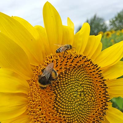 Die Sonnenblume ist heiß begehrt