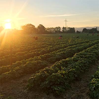 Sonnenaufgang auf dem Erdbeerfeld