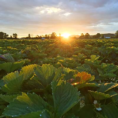 Sonnenaufgang auf dem Erdbeerfeld