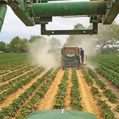 Die Erdbeeren werden mit Stroh unterlegt