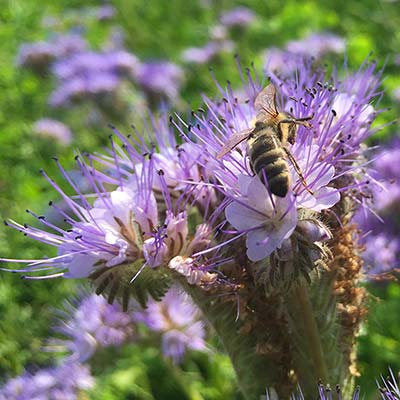 Die Blumenwiese wird von den Insekten gut angenommen