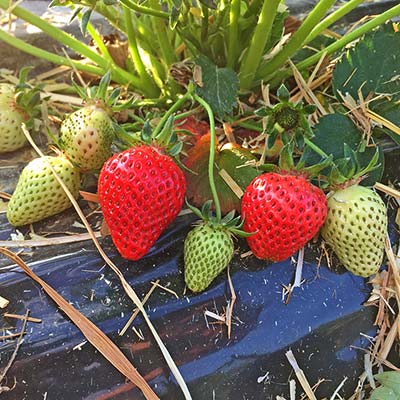 Die ersten Erdbeeren werden schon langsam reif