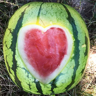 Wir lieben Wassermelonen