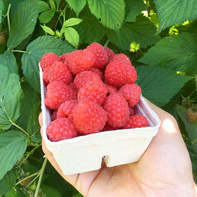 Himbeeren frisch vom Strauch